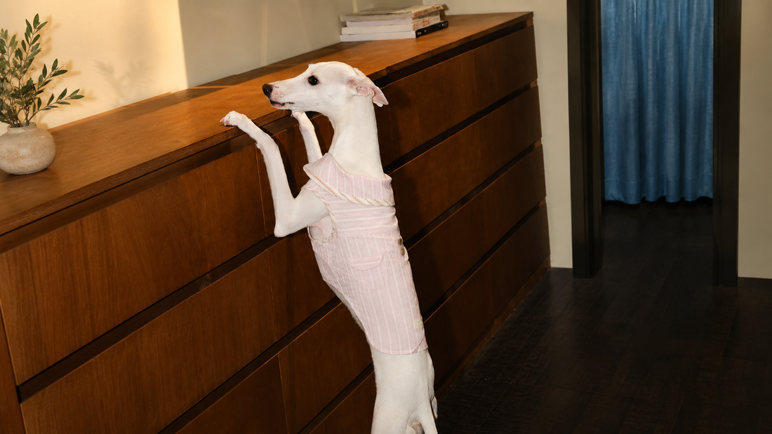 Seasonal Pet Wardrobe Essentials: Building the Perfect Year-Round Closet for Small Dogs and Cats