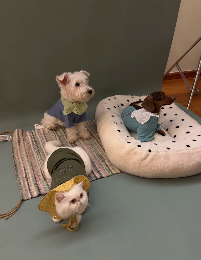 Everyday Essentials Pet Tee