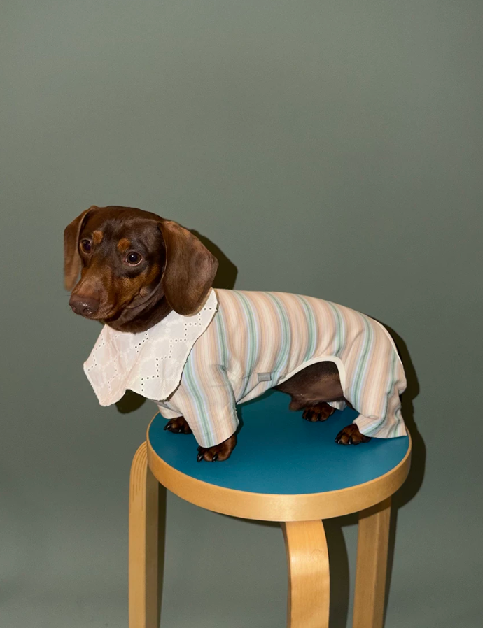 Coastal Stripe Lounge Pet Shorts