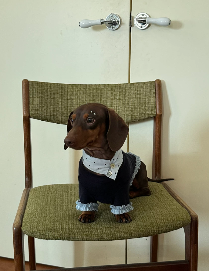 Matching Moments Family Pet Sweater Collection